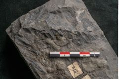 Foto (Detailansicht) von Pecopteris permaeformis Brongniart (NHMW-GEO-2024-0188-10926)